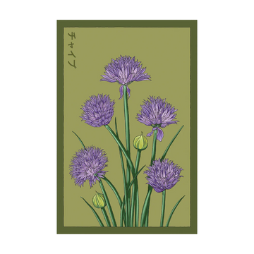 Chive Herb Seeds Packet