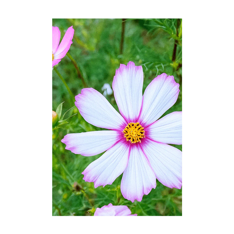Cosmos Flower Seeds Packet