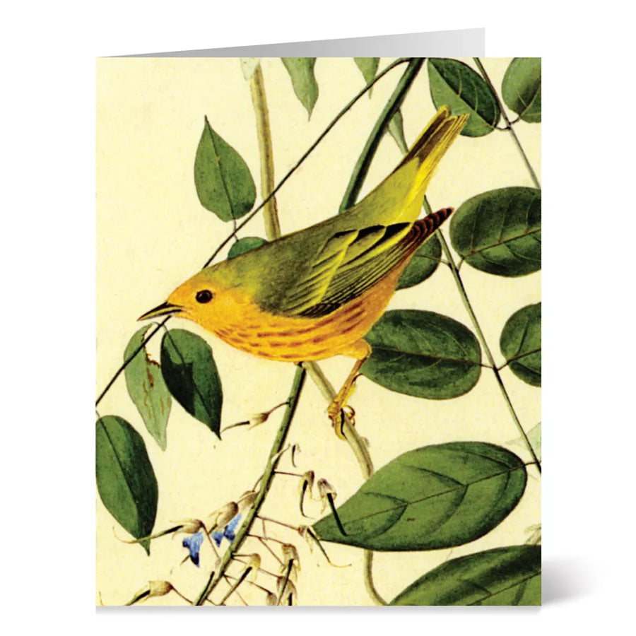 Audubon Birds Notecards