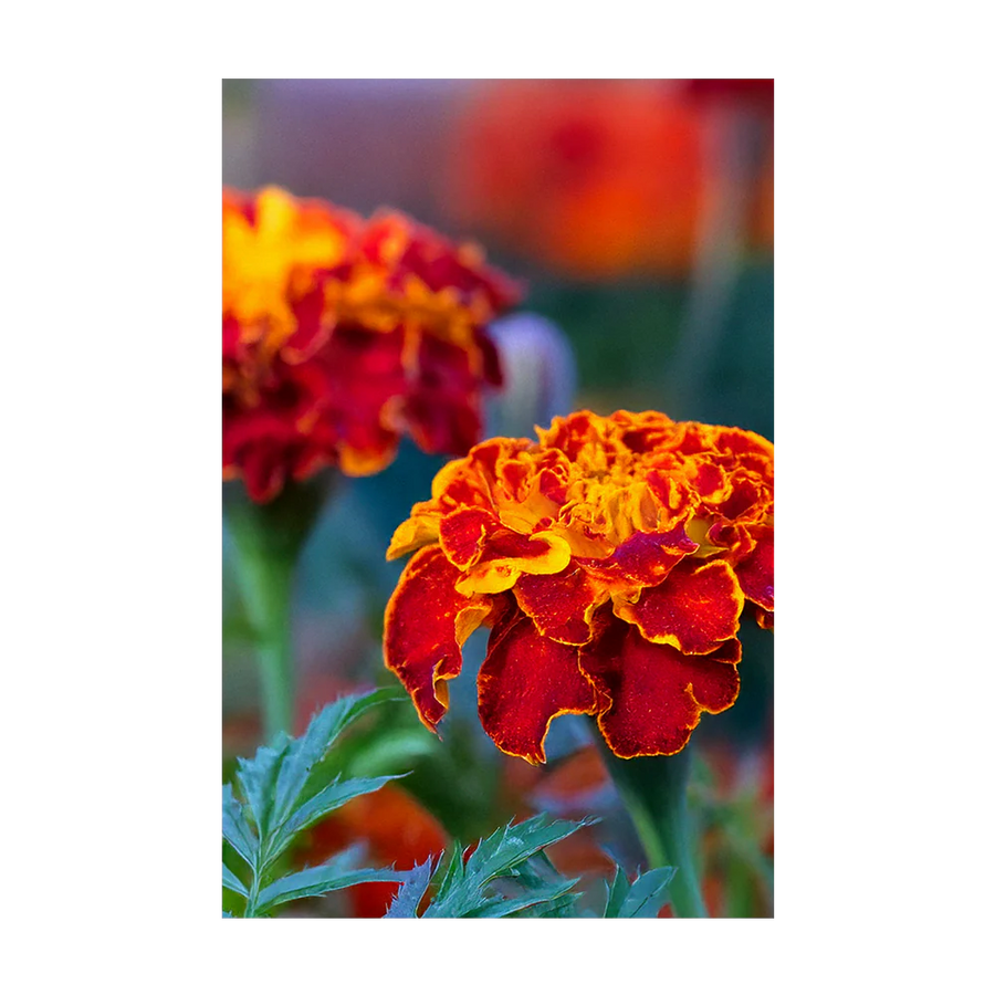 French Marigold Flower Seeds Packet