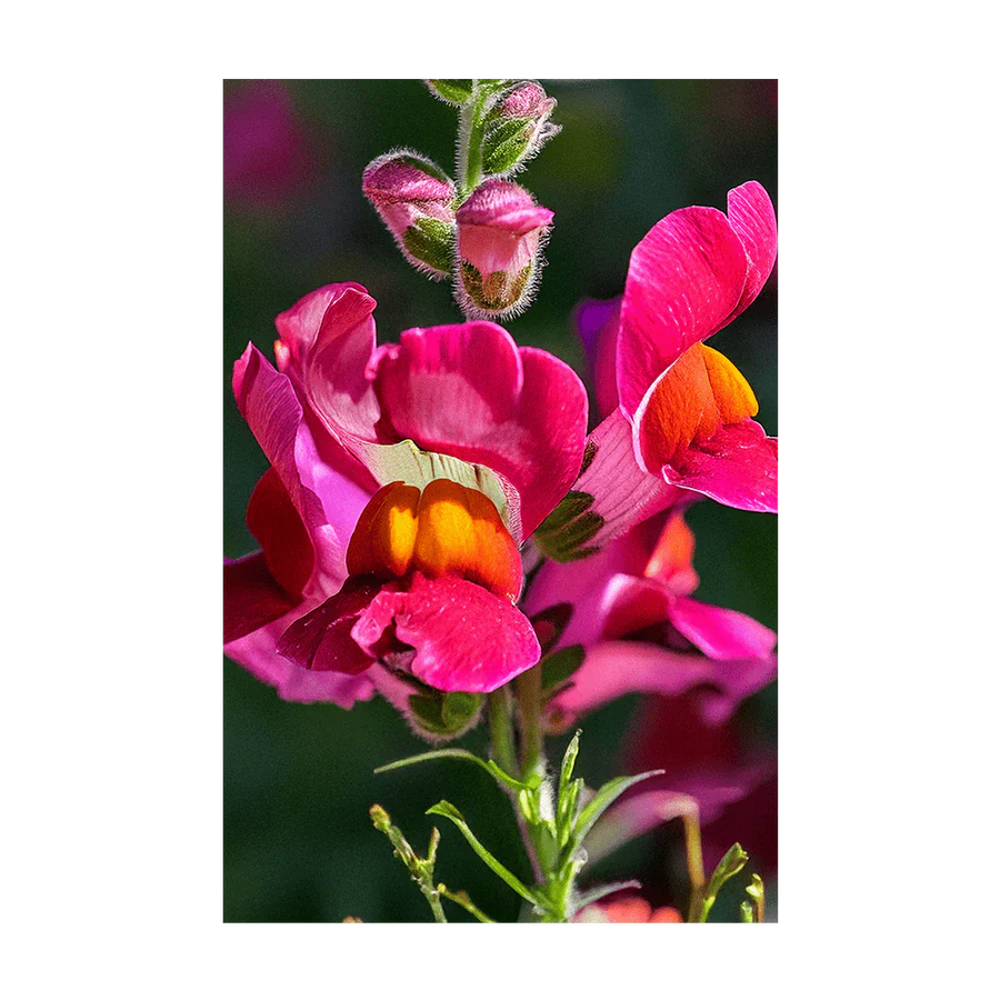 snapdragon plant seeds Snapdragon Flower Seeds Packet