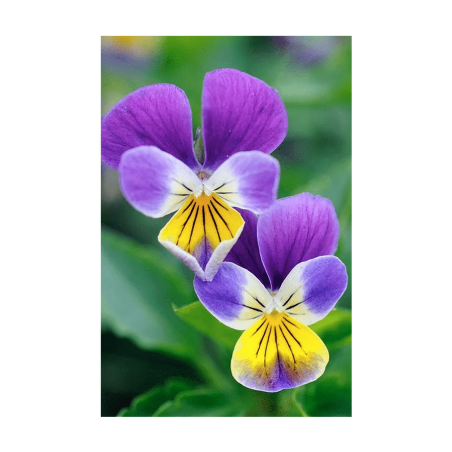 Pansy Flower Seeds Packet