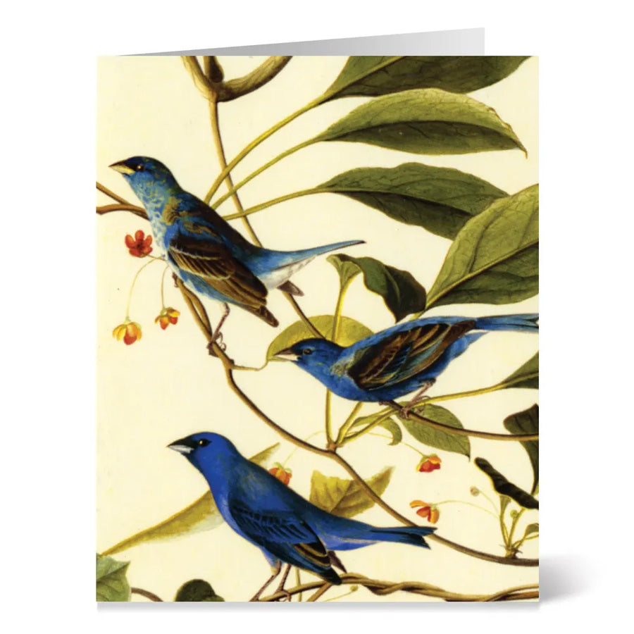 Audubon Birds Notecards