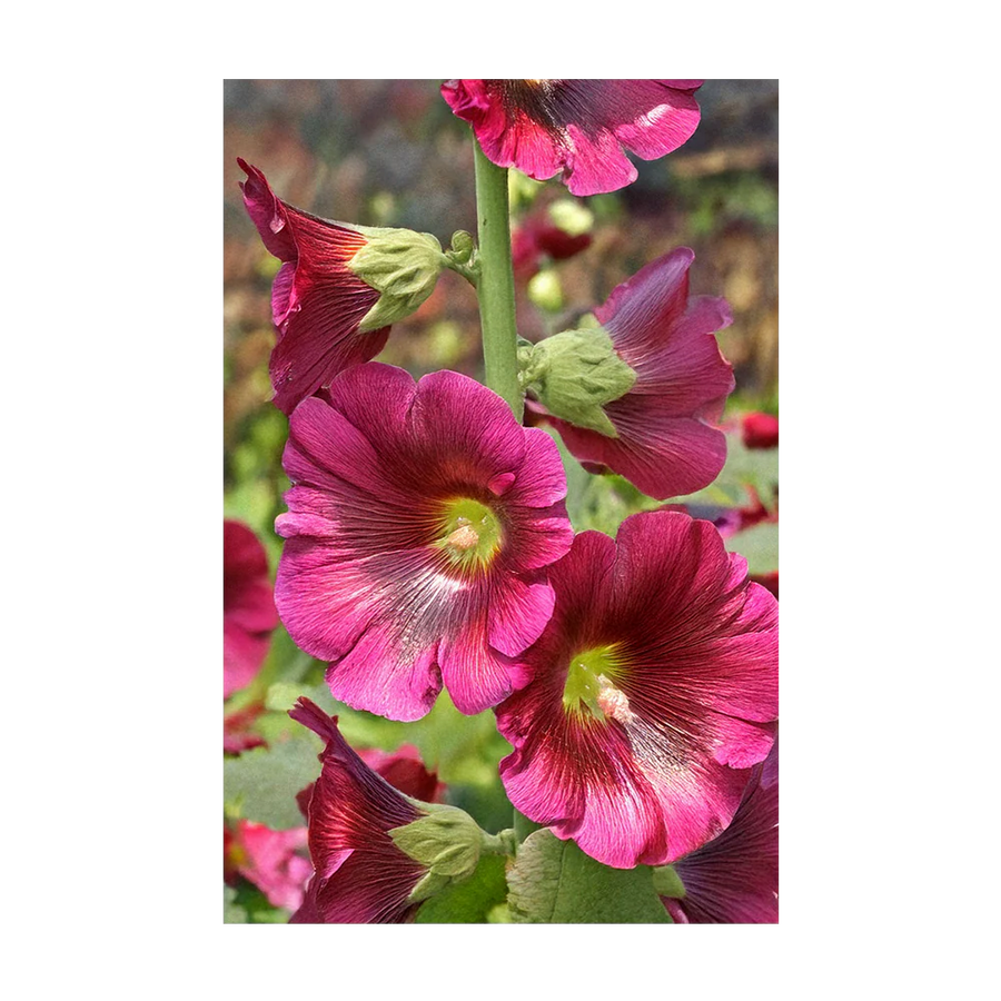 Hollyhock Flower Seeds Packet