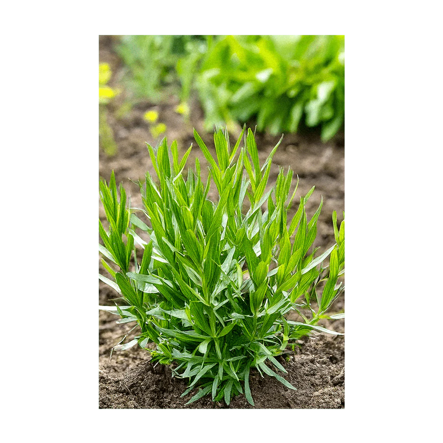tarragon seeds for planting Chive Shido Seed Co. Tarragon Herb Seeds 1 pk