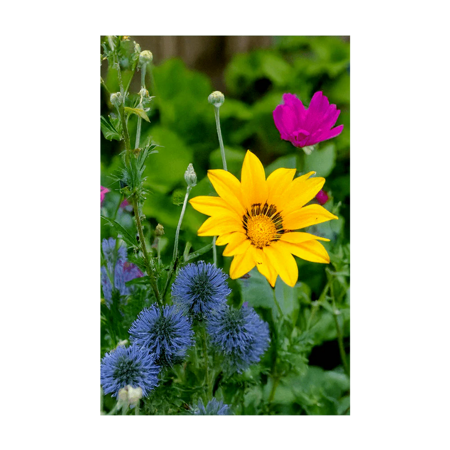 Wildflower Flower Seeds Packet