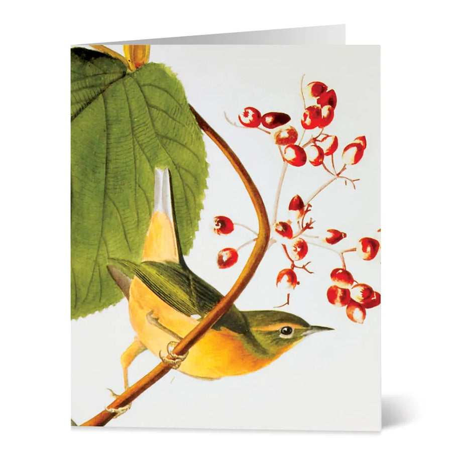 Audubon Birds Notecards